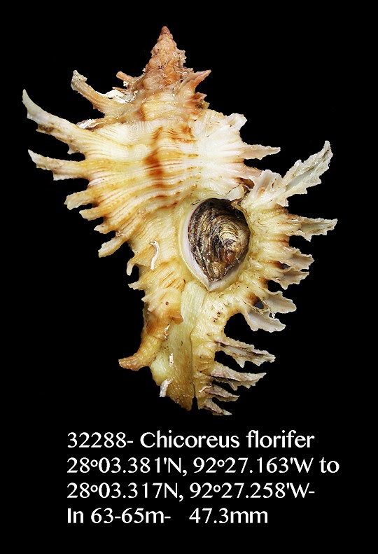 Chicoreus florifer (Reeve, 1846)