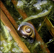 Pomacea paludosa (Say, 1829) Florida Applesnail Floater