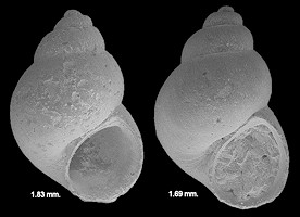 Floridobia floridana (Frauenfeld, 1863) Hyacinth Slitsnail