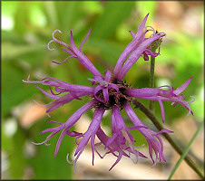Florida Ironweed [Vernonia blodgettii]