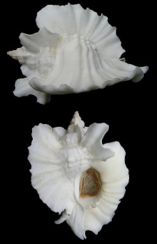Ceratostoma foliatum (Gmelin, 1791) Foliate Thornmouth