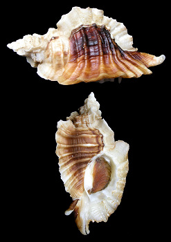 Ceratostoma foliatum (Gmelin, 1791) Foliate Thornmouth