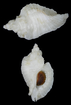 Ceratostoma foliatum (Gmelin, 1791) Foliate Thornmouth