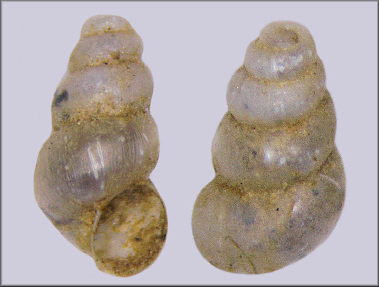 Fontigens cryptica Hubricht, 1963 Hidden Springsnail