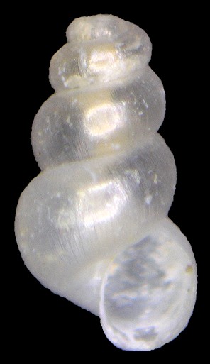 Fontigens cryptica Hubricht, 1963 Hidden Springsnail