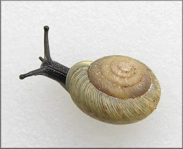 Triodopsis species "Florida Scrub Threetooth" Unusually Light Colored Specimen