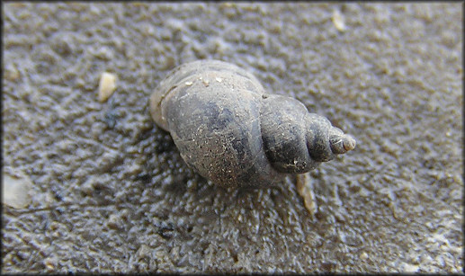 Fossaria cubensis (L. Pfeiffer, 1839) Carib Fossaria In Situ