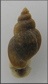 Fossaria cubensis (L. Pfeiffer, 1839) Carib Fossaria