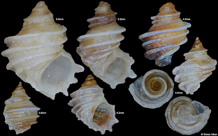 Fossarus trochlearis A. Adams, 1853