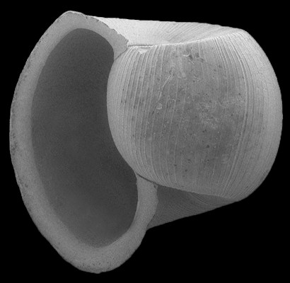 Scanning electron micrograph of fossil Planorbella species  from the Lower Pinecrest beds, Upper Tamiami Formation, Sarasota County, Florida (4.36 mm.)