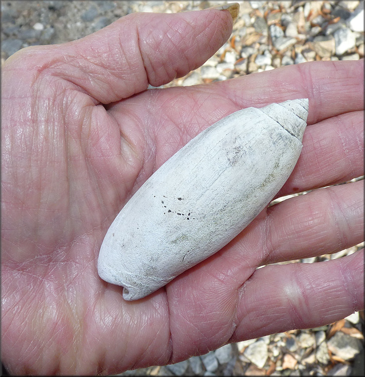 Oliva sayana Ravenel, 1834 Large Fossil Specimen