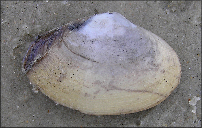 Mactrotoma fragilis (Gmelin, 1791) Fragile Surfclam