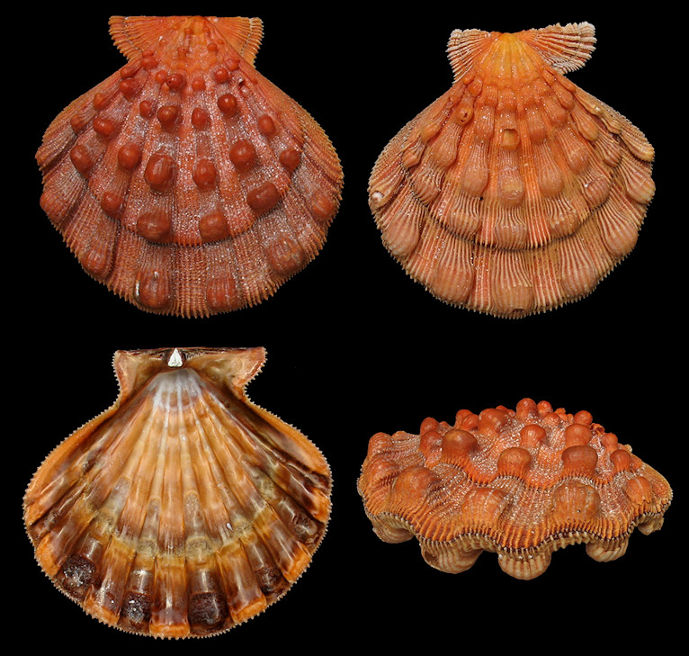 Nodipecten nodosus fragosus (Conrad, 1849) Lions-paw Scallop