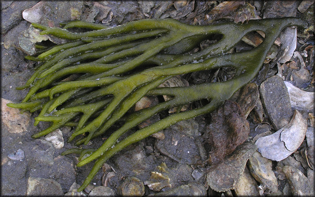 Codium fragile Green Fleece Alga | Dead Man's Fingers