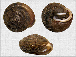 Euchemotrema fraternum (Say, 1821) Upland Pillsnail