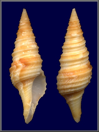 Polystira florencae Bartsch, 1934