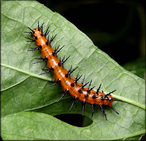 Gulf Fritillary [Agraulis vanillae] Larva