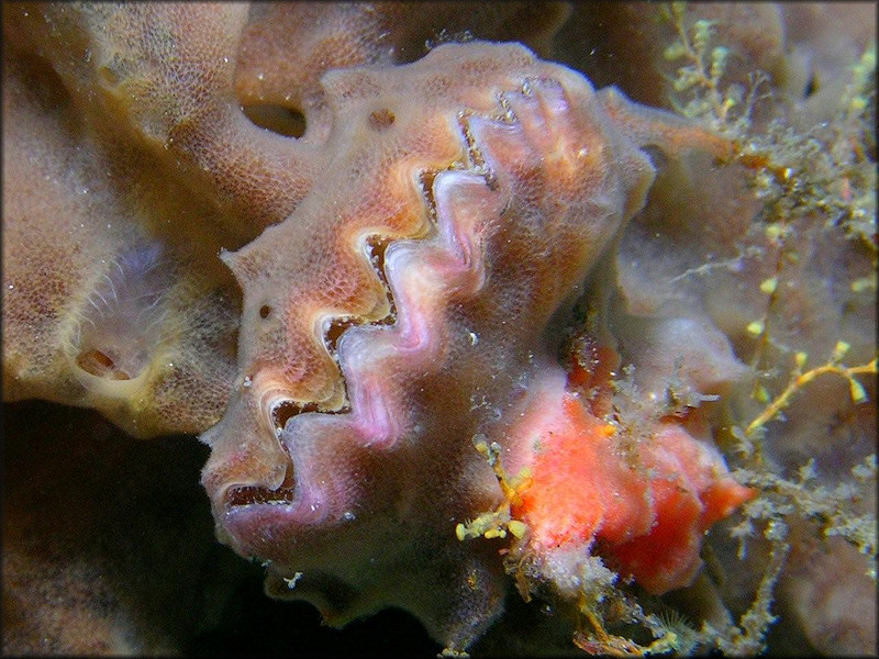 Dendostrea frons (Linnaeus, 1758) Frond Oyster In Situ With Sponge