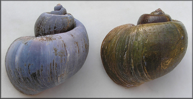 Pomacea canaliculata (Lamarck, 1822) High-spired Freak