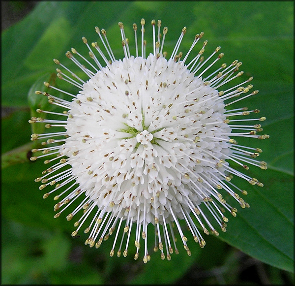 Common Buttonbush [Cephalanthus occidentalis]