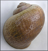 Pomacea paludosa (Say, 1829) Unusual Malleated Specimen