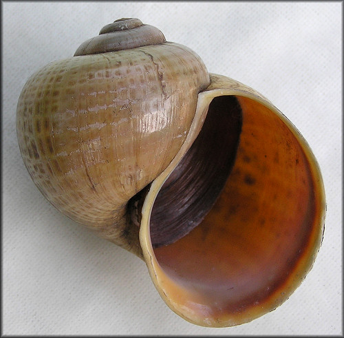 Pomacea paludosa (Say, 1829) Unusual Malleated Specimen