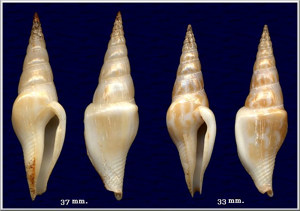 Strombina fusinoidea Dall, 1916