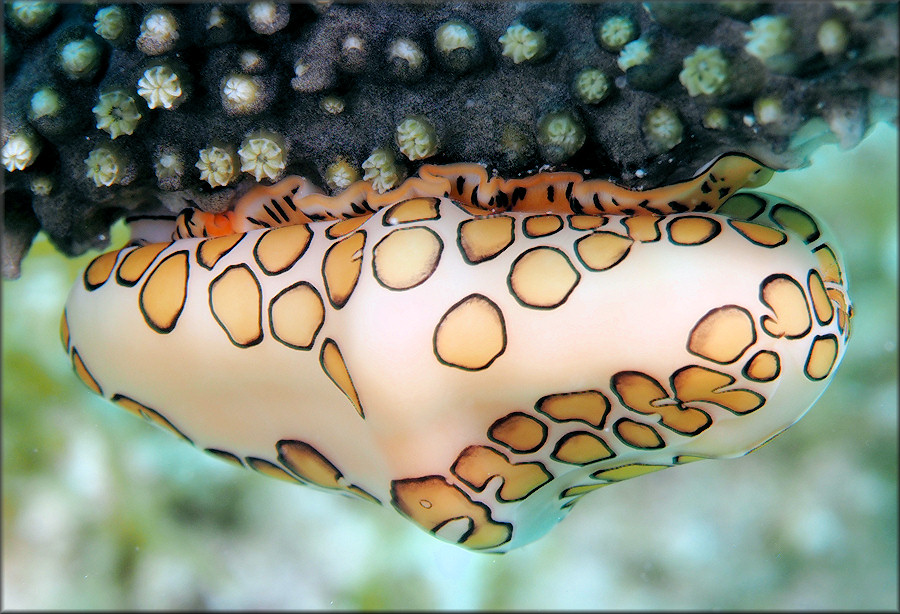 Cyphoma gibbosum (Linnaeus, 1758) Flamingo Tongue