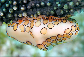 Cyphoma gibbosum (Linnaeus, 1758) Flamingo Tongue