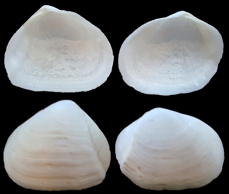Leporimetis ephippium (Spengler, 1798) Atlantic Fat-tellin