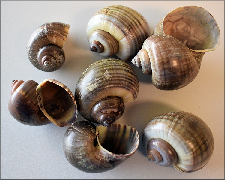 Pomacea diffusa Blume, 1957 From Ft. Myers, Lee Co., Florida (BMSM 119676)