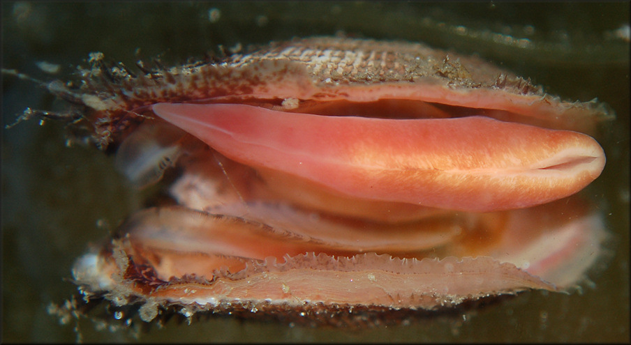 Fugleria tenera (C. B. Adams, 1845) Delicate Ark