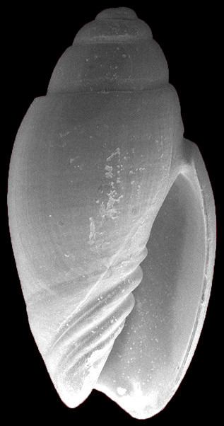 Oliva fulgurator (Rding, 1798) Fossil Juvenile Specimen