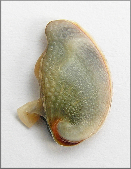 Nerita fulgurans Gmelin, 1791 Antillean Nerite Operculum