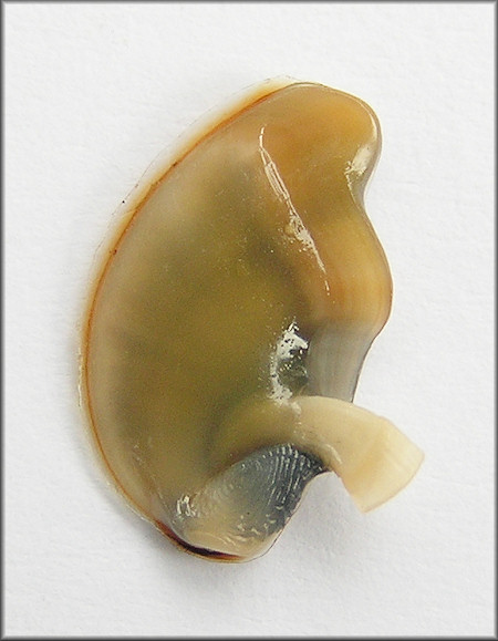 Nerita fulgurans Gmelin, 1791 Antillean Nerite Operculum