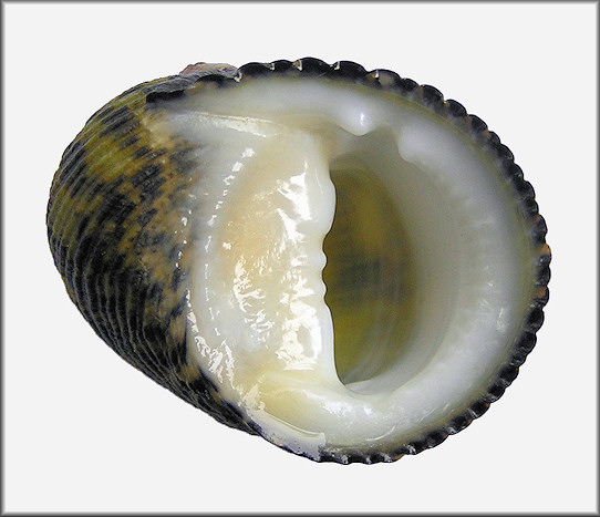 Nerita fulgurans Gmelin, 1791 Antillean Nerite