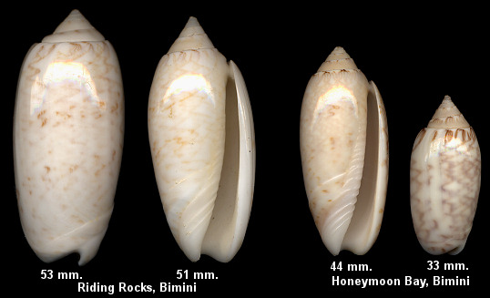 Oliva fulgurator (Rding, 1798) form reticularis Lamarck, 1811