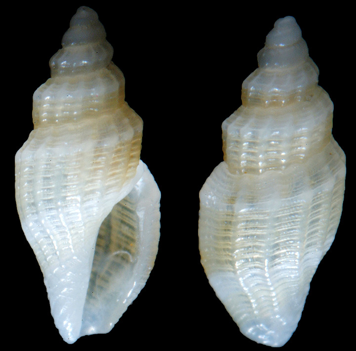 Vitricythara trilineata (C. B. Adams, 1845)