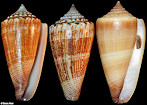 Conus furvus Reeve, 1843