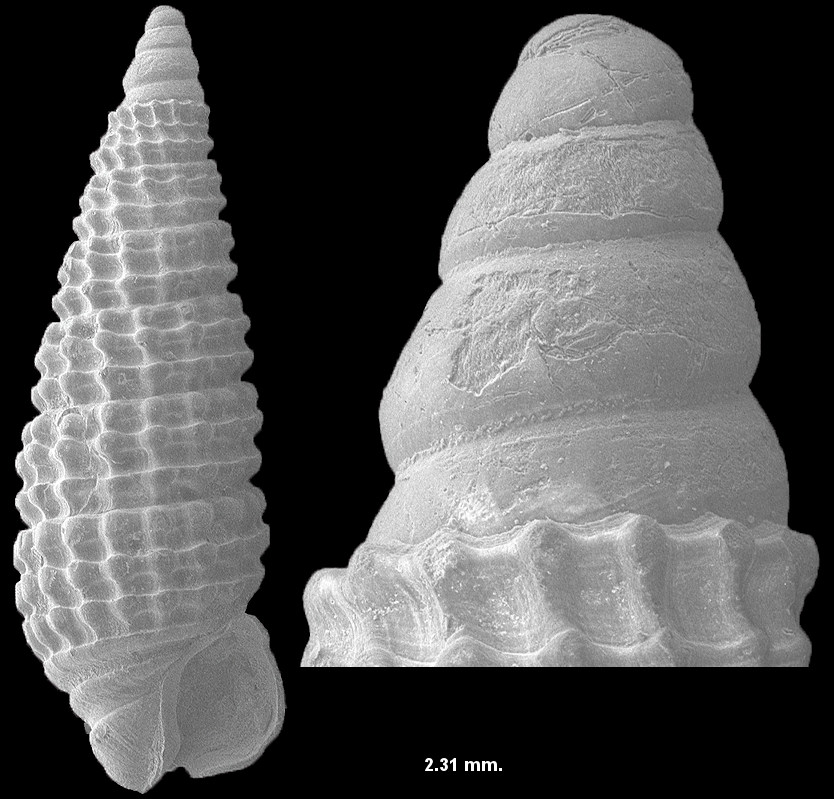 Cerithiopsis sp. cf. C. aimen Roln and Espinosa, 1996