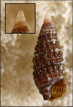 Cerithiopsis fusiformis (C. B. Adams, 1850) Brown Miniature Cerith