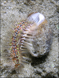 Bulla Being Devoured by "Red-Tipped Fireworm" Juvenile
