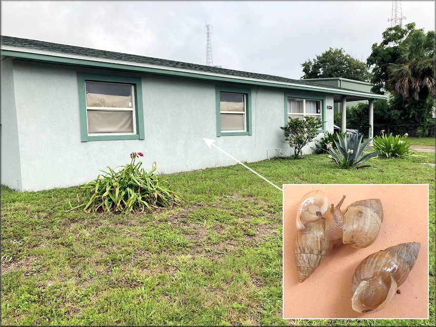 Bulimulus sporadicus At Residence On 9th Street South in Jacksonville Beach