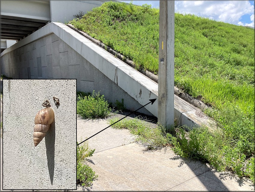 Bulimulus sporadicus On E-Town Parkway Bemeath The State Road 9B Overpass