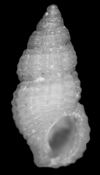 Stosicia garciai Roln, Fernndez-Garcs and Lee, 2009 Paratype