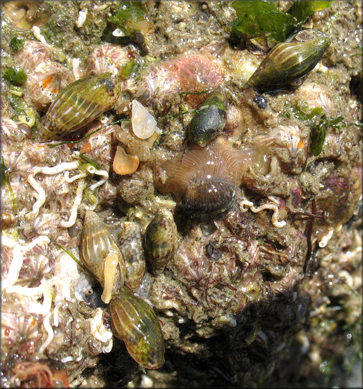 Costoanachis sertulariarum (d'Orbigny, 1839) Florida Dovesnail