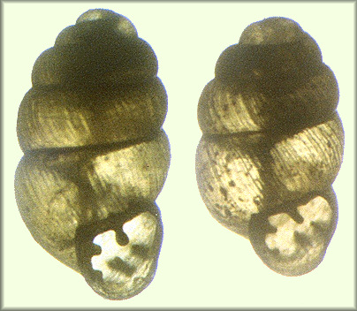 Vertigo gouldii (A. Binney, 1843) (1.84 and 1.68 mm.) showing conchological variation