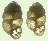 Vertigo gouldii (A. Binney, 1843) (1.84 and 1.68 mm.) showing conchological variation