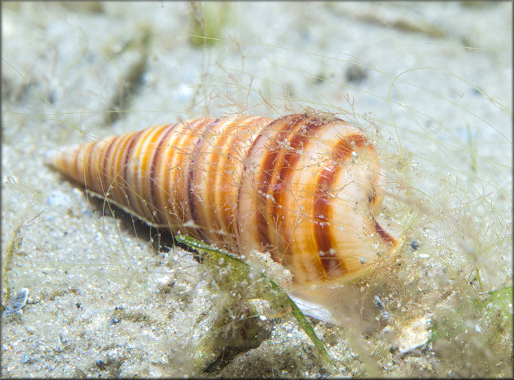 Pyramidella dolabrata (Linnaeus, 1758)