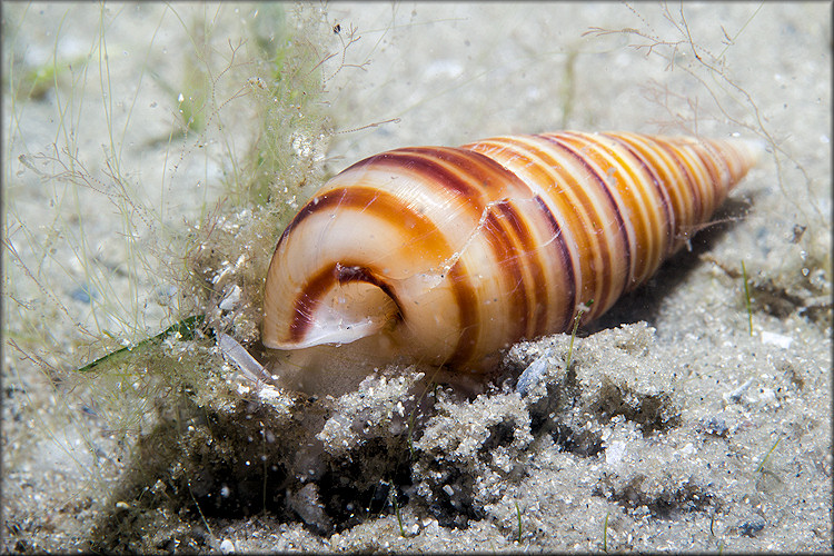 Pyramidella dolabrata (Linnaeus, 1758)